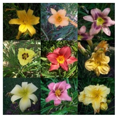 Daylily seed mix