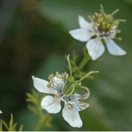 Nigella Sativa - Black Cumin