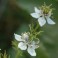 Nigella Sativa - Black Cumin