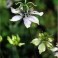 Nigella Sativa - Black Cumin