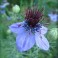 Nigella Hispanica