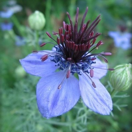 Nigella Hispanica