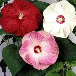 Hardy Hibiscus - Mix Color