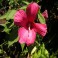 Hardy Pink Hibiscus