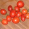 'Amish Paste' - Tomato
