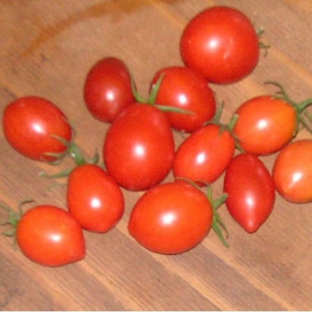 'Amish Paste' - Tomato
