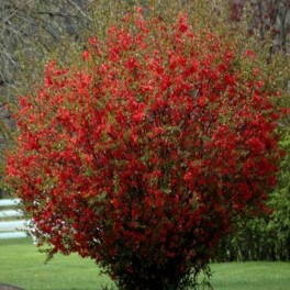 Flowering Quince