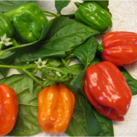 Aji Dulce Peppers
