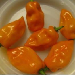 Habanero Peppers