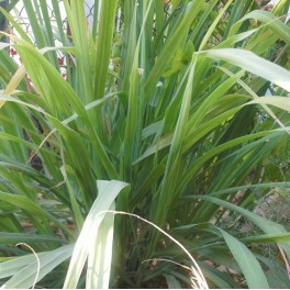 3 Perennial Herb - Lemon Grass Plants