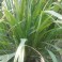 3 Perennial Herb - Lemon Grass Plants