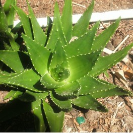 3 Perennial Herb - Aloe Vera Plants