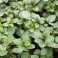 3 Perennial Herb - Chocolate Mint Plants