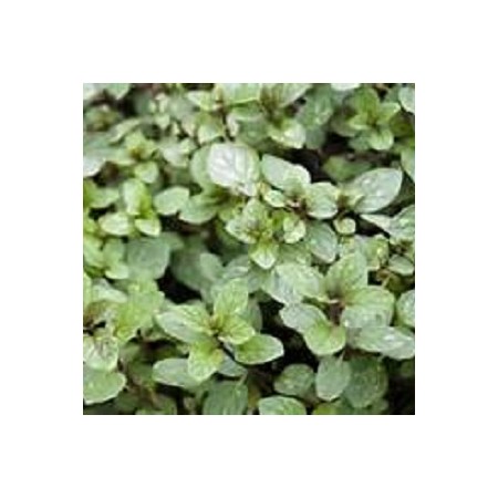 H0010103. Perennial Herb - Chocolate Mint Plants x 3