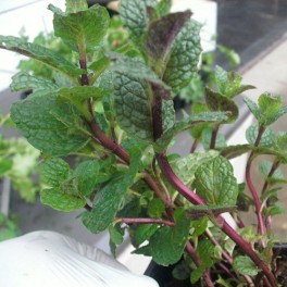 3 Perennial Herb - Spearmint Plants