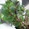 3 Perennial Herb - Spearmint Plants