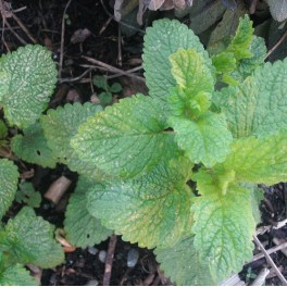 3 Perennial Herb - Lemon Balm Plants