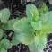 3 Perennial Herb - Lemon Balm Plants
