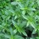 3 Perennial Herb - Peppermint Plants