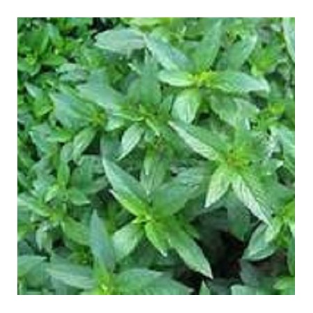 H0040403. Perennial Herb - Peppermint Plants x 3