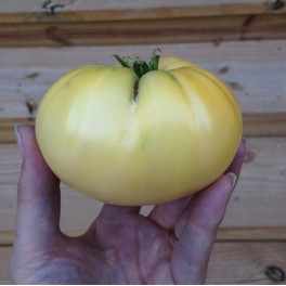 Great White heirloom tomato