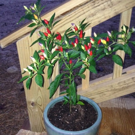 Bolivian Rainbow Pepper Myseedz