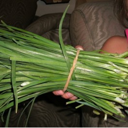 10 Perennial Herb - Chinese Garlic Chive Plants
