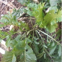 3 Perennial Herb - Horse Radish Root Plants