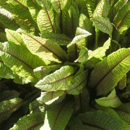 H0242403. Perennial Herb - Red Veined Sorrel Plant x 3