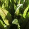 3 Perennial Herb - Red Veined Sorrel Plants