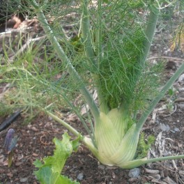 3 Perennial Herb - Fennel Plants