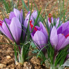 3 Perennial Herb - Saffron Plants