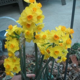 15 Perennial Spring Bulbs - Narcissus Tete-a-Tete Plants
