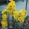 15 Perennial Spring Bulbs - Narcissus Tete-a-Tete Plants