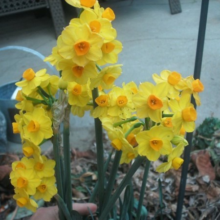 B01X15. 15 Perennial Spring Bulbs - Narcissus Tete-a-Tete Plants