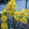 15 Perennial Spring Bulbs - Narcissus Tete-a-Tete Plants