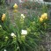 B03X50. 50 Perennial Bulbs - Mixed Freesia Plants