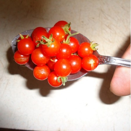 Spoon tomato HEIRLOOM 20 seeds