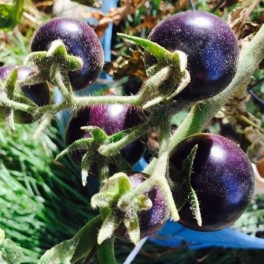 Dances with the Smurfs BLUE cherry tomato