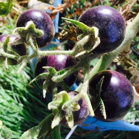 Dances with the Smurfs BLUE cherry tomato