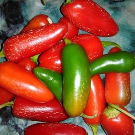 Pepper Tam Jalapeno 