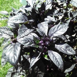 Black Pearl Hot pepper 10 seeds