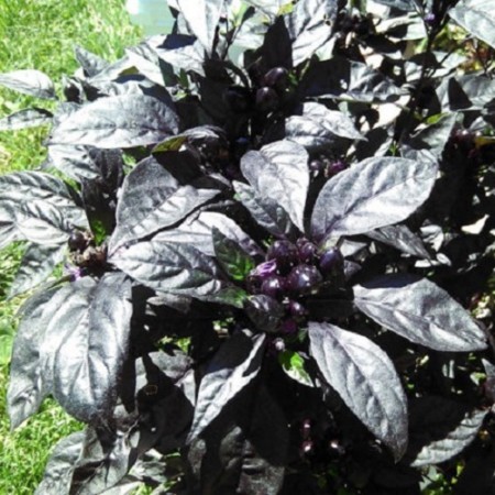 Black Pearl Hot pepper 10 seeds