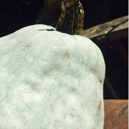 Blue Hubbard Winter Squash