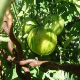 Green vernissage tomato 20 HEIRLOOM seeds