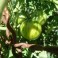 Green vernissage tomato 20 HEIRLOOM seeds