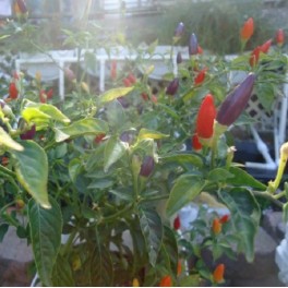 Bolivian Rainbow hot pepper