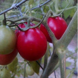 Pearly Pink Cherry tomato 20 seeds