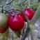 Pearly Pink Cherry tomato 20 seeds