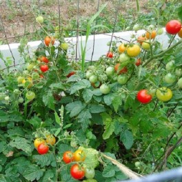Tiny Tim Dwarf cherry tomato